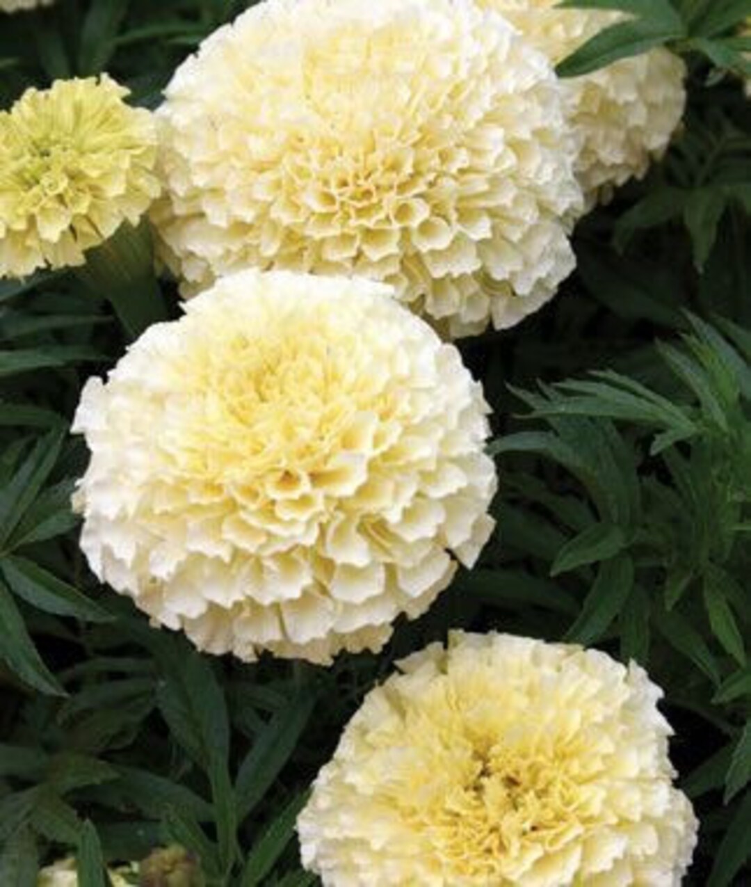 MARIGOLD 'ESKIMO' Fully DOUBLE Creamy White Very Hardy 25 Organic Seeds