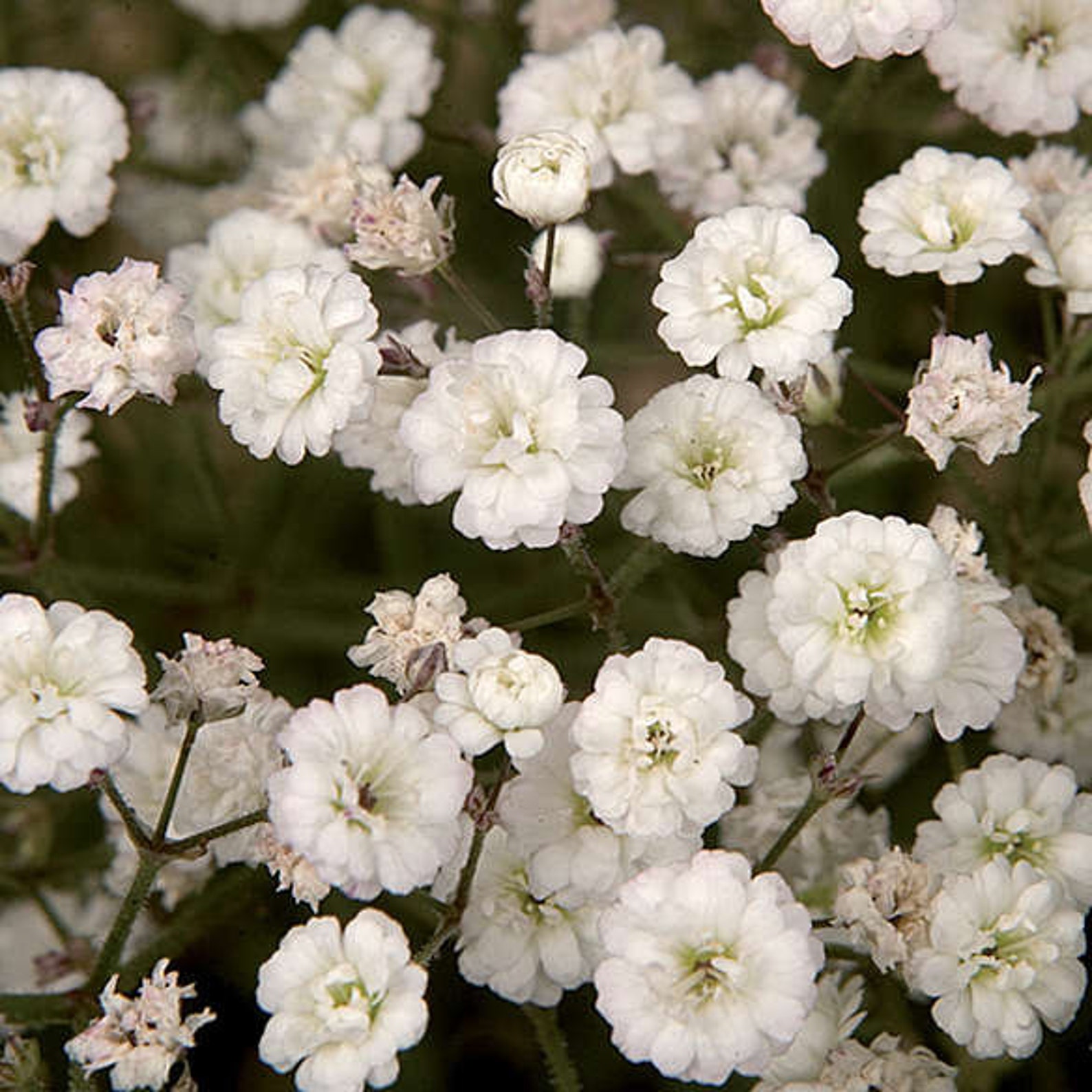 Gypsophila cerastioides - Clumping Baby's Breath (3.5 Pot)