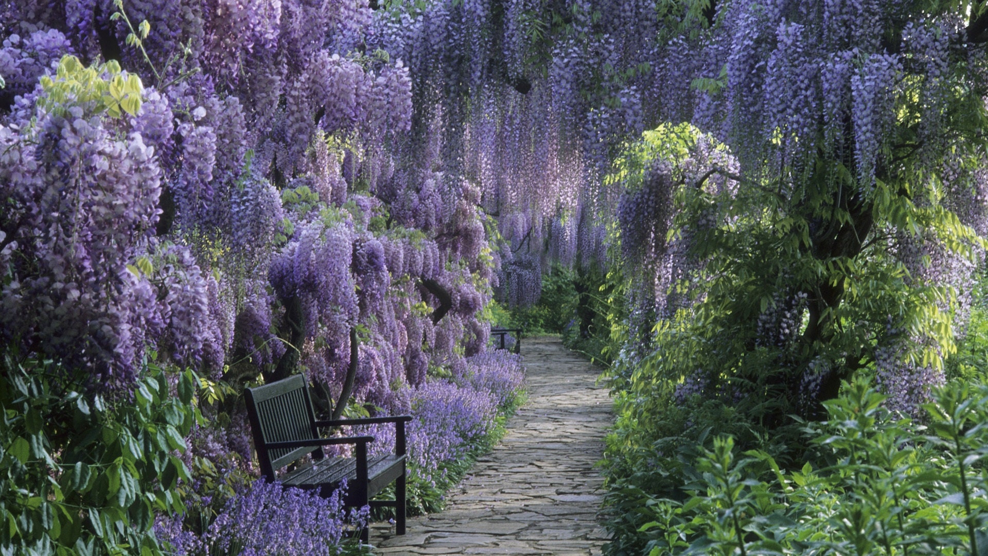 WISTERIA SINENSIS Heirloom Climbing Vine ORGANIC Seeds Etsy Canada