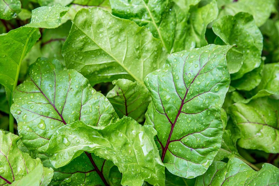 ORGANIC Dried BEET LEAVES Etsy