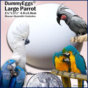 May include: An image featuring several parrots, including a white cockatoo, blue and yellow macaws, and a gray parrot. The text reads "DummyEggs Large Parrot" with dimensions of 1 7/8" x 1 1/2". A US quarter is also visible.