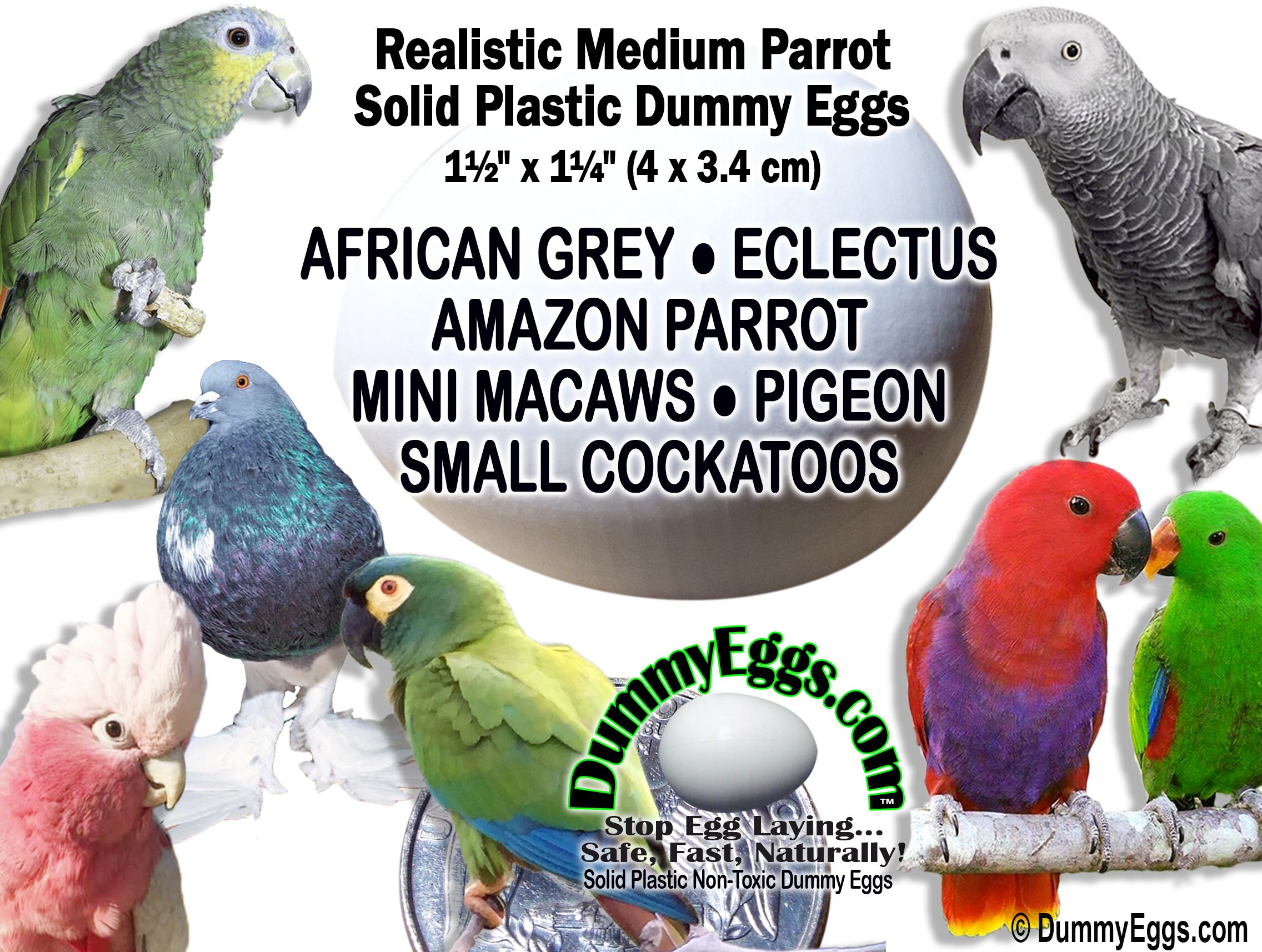 DUMMY EGGS African Grey Amazon Parrot Eclectus Small Etsy