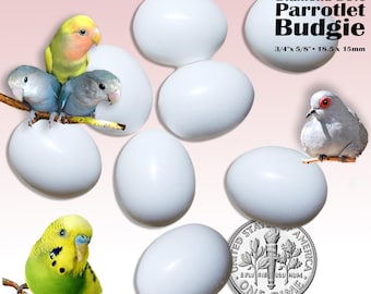 DummyEggs® Budgie Parakeet, Parrotlet, Diamond Dove. Bird Laid An Egg? Plastic Bird Eggs Stop Laying! Replicas 3/4x5/8" (18.5x15mm) Set of 8