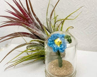 Miniature forget me not in a glass display dome