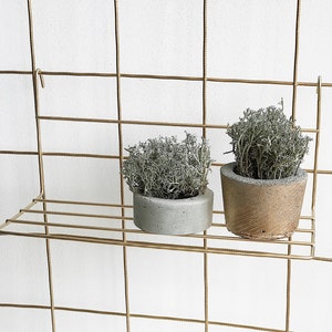 Op de afbeelding: Twee kleine potplanten met groen blad staan op een gouden metalen plank. De plank is bevestigd aan een gouden metalen rasterwand.