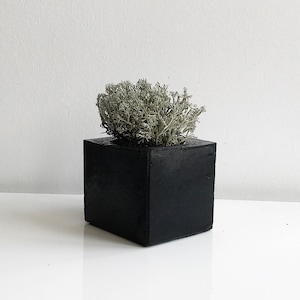 Può includere: Un vaso quadrato nero con una pianta verde chiaro all'interno. Il vaso è in cemento e ha una texture ruvida.
