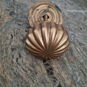 May include: A gold-toned door knob with a decorative, scalloped shell design. The knob is attached to a round, flat backplate.
