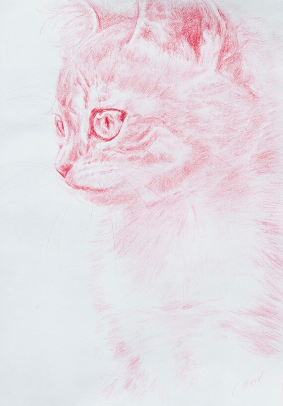 Chat Rose Moelleux Dans Le Profil Etsy