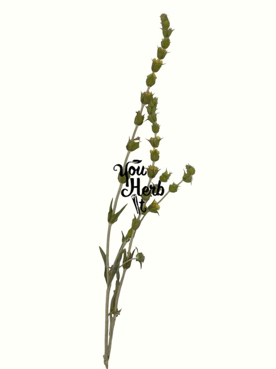 YouHerbIt Greek Mountain Tea – Loose Sideritis Raeseri – 750g To 1.95kg, Harvest 2025, Caffeine-Free