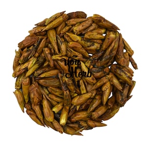 Poplar Whole Dried Buds Loose Herb - Populus nigra