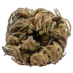 Rosa de Jericó Planta Entera Seca - Selaginella Lepidophylla