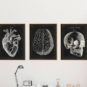 Anatomy Print SET of 3, Anatomical Poster on black, Skull Print, Heart Print, Brain Chart, Medical Print, Antique Anatomy