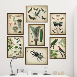 Gallery Wall Art Set of 7 Art Prints, Botanical Prints, Naturalist Posters Jellyfish Print, Butterfly, Palm, Parrot, Beetle