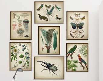 Gallery Wall Art Set of 7 Art Prints, Botanical Prints, Naturalist Posters Jellyfish Print, Butterfly, Palm, Parrot, Beetle