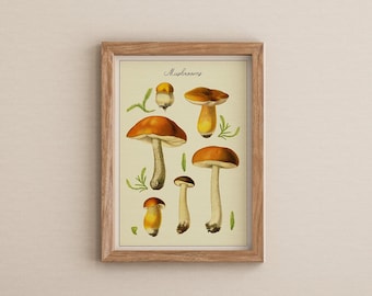 Botanical Mushrooms Poster, Vintage Style Mushrooms Chart, Mushrooms Print, Botanical Print, Fungus Print, mycology artwork