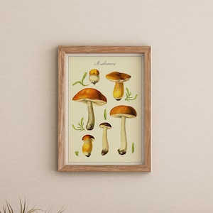 Cartel de setas botánicas, gráfico de setas de estilo vintage, impresión de setas, impresión botánica, impresión de hongos, obras de arte de micología