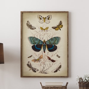 BUTTERFLY Poster, Butterfly print, butterflies wall decor chart, vintage butterfly, antique butterfly, blue yellow Fast Track Shipping