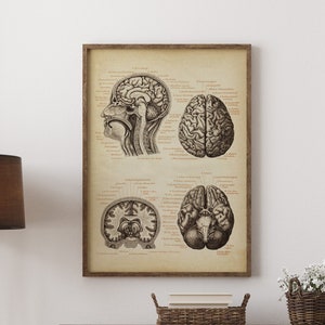 Brain Anatomy POSTER, Brain Chart, Scientific Illustration, Anatomical Drawing, Anatomy Print, Medical Art, Anatomy Art Fast Track Shipping