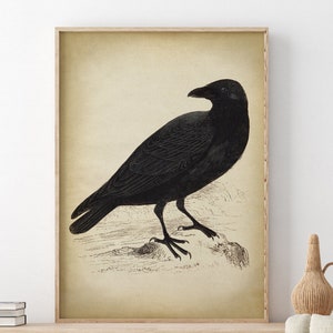 Black Raven Print, vintage aesthetic, black Crow art print, Bird, Gothic Decor, fall decor, winter Wall Art image 2