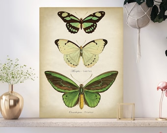 Vintage Butterfly Chart Print: Green Butterflies Wall Decor