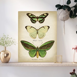 Butterfly print, Butterfly poster, green butterflies wall decor, scientific butterflies chart, vintage butterfly Fast Track Shipping