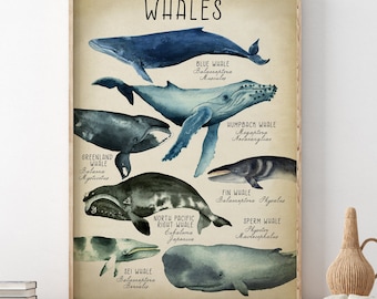 WHALES Poster, Watercolor Whale species Print, beachy wall art, Sea Life, Coastal Decor, Nautical Art, Marine Life, Beach Home Wall Art