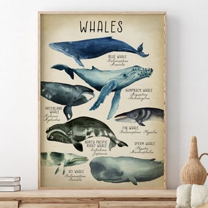 WHALES Poster, Watercolor Whale species Print, beachy wall art, Sea Life, Coastal Decor, Nautical Art, Marine Life, Beach Home Wall Art