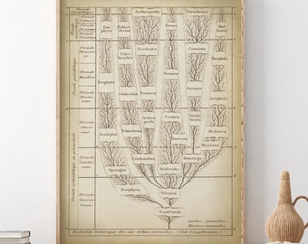 EVOLUTION TREE CHART Print, Tree of Live Art Poster, phylogenetic tree species, Evolution of Six Breeds of Animals, Biology Print, Science