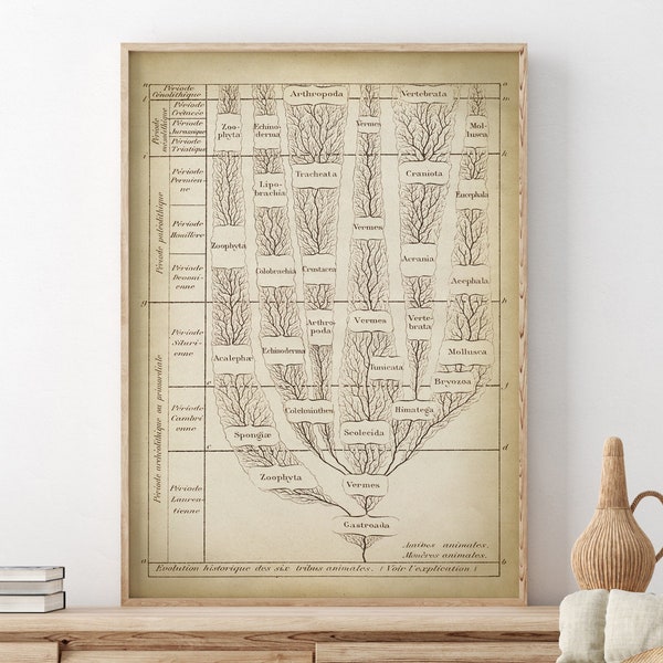 EVOLUTION BAUM CHART Druck, Baum des Live Art Posters, stammbaumartige Baumarten, Entwicklung von sechs Tierrassen, Biologie Druck, Wissenschaft