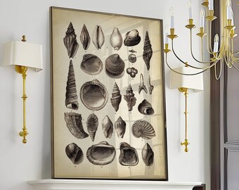 Muschel Kunstdruck: Vintage Style Meeres Illustration