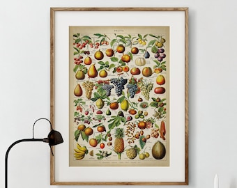 Fruits wall decor art print, fruit species chart, Grapes, banana, apple, pear, Vintage Botanical poster decor, kitchen wall art