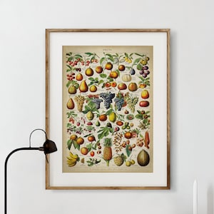 Fruits wall decor art print, fruit species chart, Grapes, banana, apple, pear, Vintage Botanical poster decor, kitchen wall art