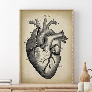 Heart Anatomy Print, heart print, anatomical drawing, anatomy poster, scientific illustration, medical art,  heart drawing