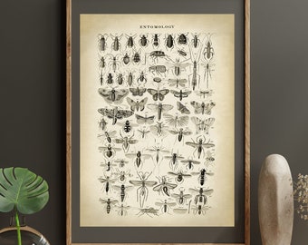 Insects Art Print, vintage aesthetic, black and white, Bees, wasp, beetles, Flies, Butterflies Poster, Scientific entomology drawing