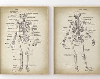 Set di stampe anatomiche: poster antichi di scheletri umani