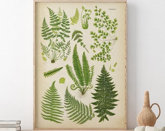 Fern poster, fern print, fern chart study poster, fern art, botanical art, botanical print, botanical chart, poster Fast Track Shipping
