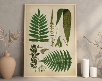 Fern poster, fern print, fern chart poster, fern art, botanical art, botanical print, botanical chart, botanical A3 poster