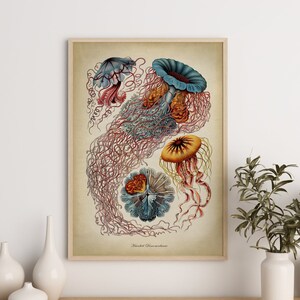 Haeckel Jellyfish print, beachy wall decor, Haeckel Poster, Marine Species, Summer Sea, coastal decor,, Vintage Marine life Art,