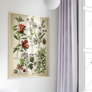 Botanische bloemen en vruchten poster, botanische print, vintage bloemen wetenschappelijke kaart, botanische kunstwerken, botanische poster,