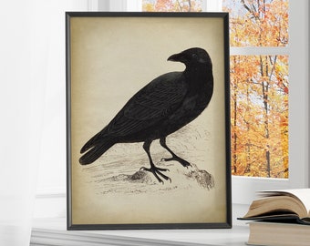 Impression de corbeau noir, esthétique vintage, impression d'art de corbeau noir, oiseau, décoration gothique, décoration d'automne, art mural d'hiver