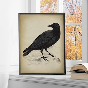 Black Raven Print, vintage aesthetic, black Crow art print, Bird, Gothic Decor, fall decor, winter Wall Art