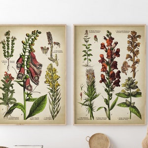 Botanische print SET van 2, medicinale plantenposter, bloemenprint, antieke botanische posters, botanische wanddecoratie, geneeskrachtige kruiden,