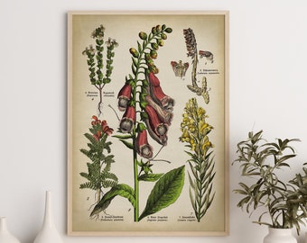 Fingerhut Poster, Vintage Heilpflanzen Blumen Kunstdruck, Botanik Artenkarte, Augentrost, gelbes Leinkraut