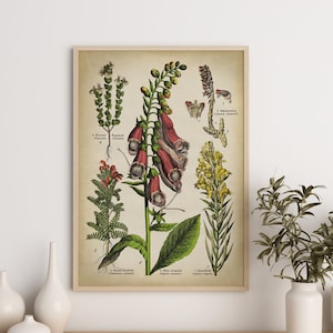 Botanische vingerhoedskruid poster, vintage geneeskrachtige planten en bloemen kunstprint, plantkunde soortenkaart, Ogentroost, gele paddenvlas