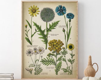 Botanical poster, medicinal plants and flowers print, print chart, cornflower, globe thistles, marguerite, chamomile Fast Track Shipping