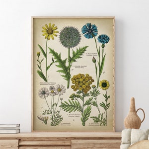 Botanische poster, print geneeskrachtige planten en bloemen, printkaart, korenbloem, globedistels, margriet, kamille Fast Track Shipping
