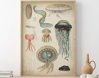 May include: Vintage illustration of various jellyfish, including a blue jellyfish with long tentacles, a pink jellyfish with a bell-shaped body, and a green jellyfish with a long, thin body. The illustration is on a cream-colored background with a wooden frame.