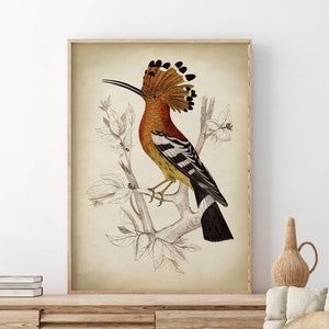 Stampa di uccelli, poster d'arte Upupa, arte murale dai toni marroni naturali, tavolozza di colori neutri terrosi, illustrazione scientifica di uccelli, decorazioni autunnali, casa autunnale
