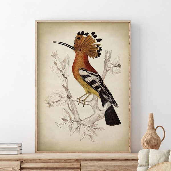 Bird print, Hoopoe art poster, natural brown tones wall art, earthy neutrals palette, bird scientific illustration, fall decor, autumn home