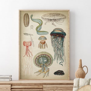 Jellyfish print, jellyfish Art Print, Scientific chart, marine creatures, beach home wall decor, Fast Track Shipping
